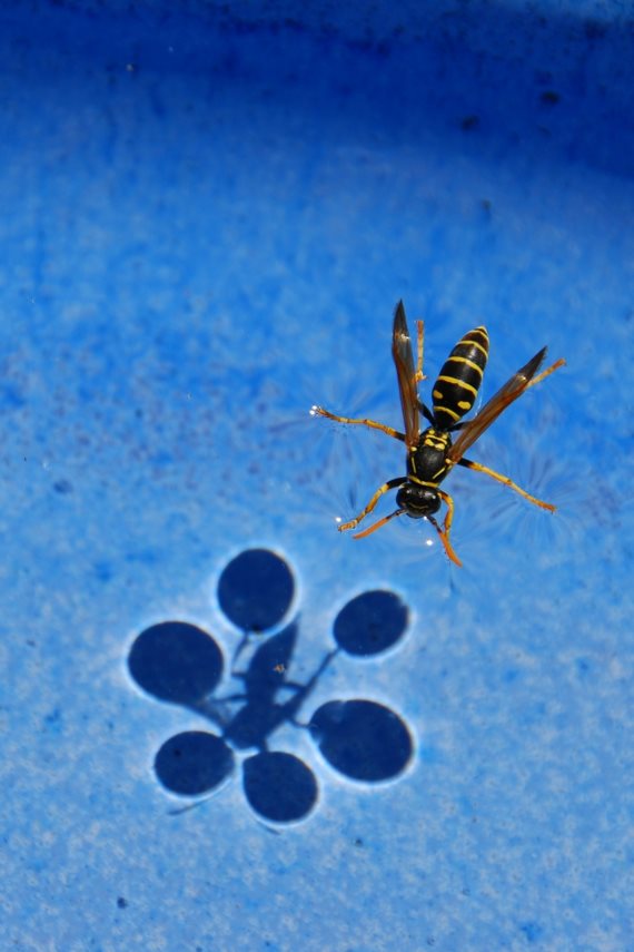water surface tension
